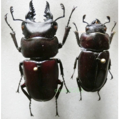 Prosopocoilus natalensis (Parry, 1864) pair 37mm Tanzania